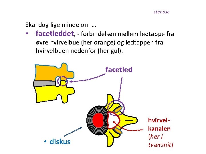 stenose Skal dog lige minde om … • facetleddet, - forbindelsen mellem ledtappe fra