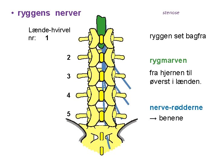  • ryggens nerver Lænde-hvirvel nr: 1 stenose ryggen set bagfra 2 rygmarven 3