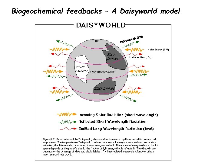 Biogeochemical feedbacks – A Daisyworld model 