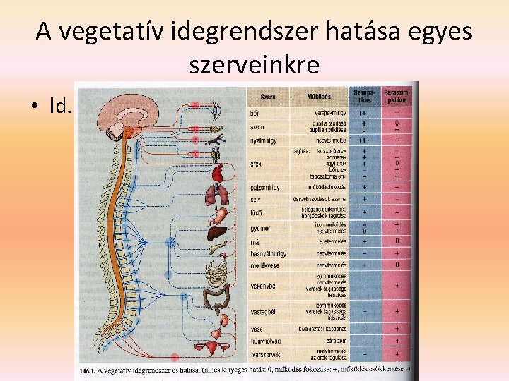A vegetatív idegrendszer hatása egyes szerveinkre • ld. kiadott táblázatok 