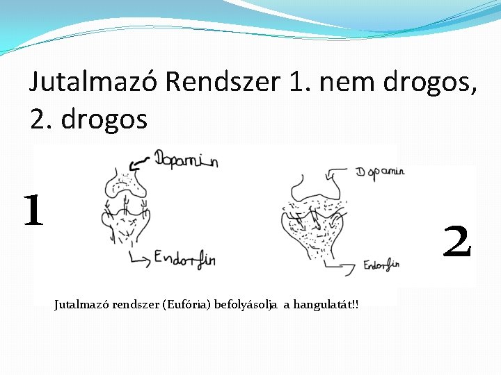 Jutalmazó Rendszer 1. nem drogos, 2. drogos 1 2 Jutalmazó rendszer (Eufória) befolyásolja a