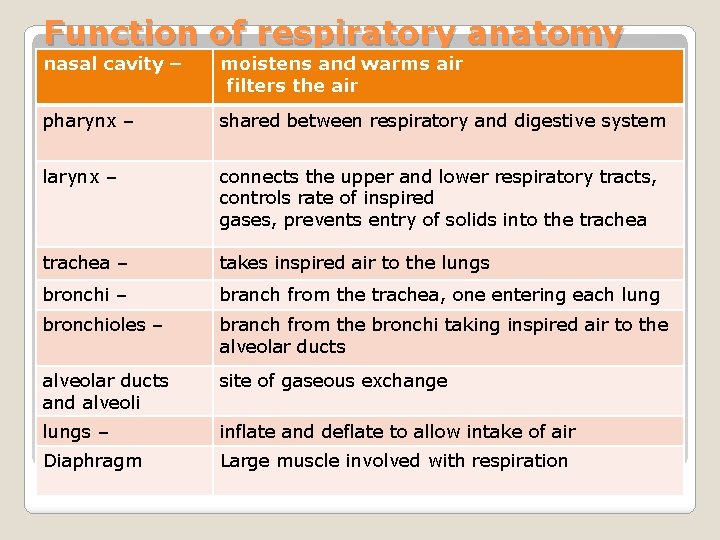 Respiratory system Your respiratory system is all about