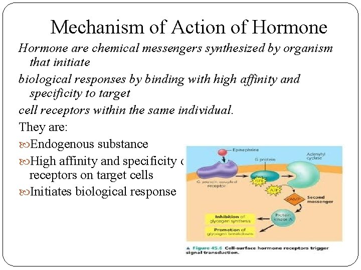 Mechanism of Action of Hormone are chemical messengers synthesized by organism that initiate biological