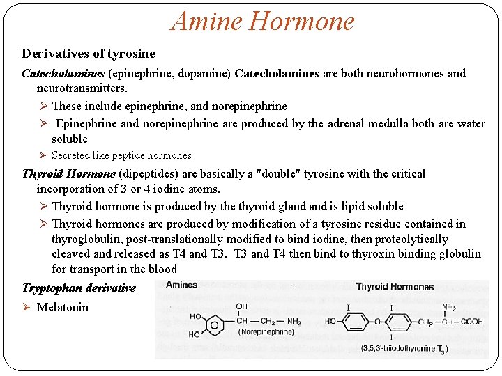 Amine Hormone Derivatives of tyrosine Catecholamines (epinephrine, dopamine) Catecholamines are both neurohormones and neurotransmitters.