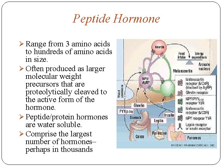 Peptide Hormone Ø Range from 3 amino acids to hundreds of amino acids in