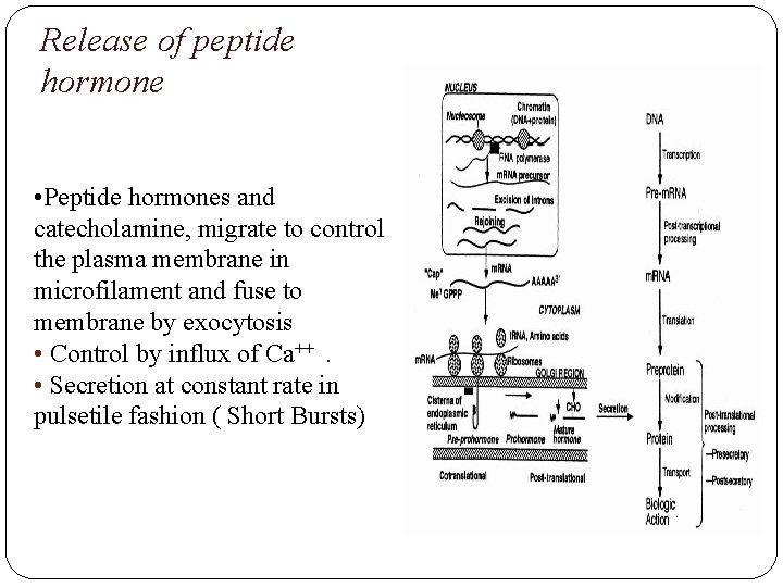 Release of peptide hormone • Peptide hormones and catecholamine, migrate to control the plasma