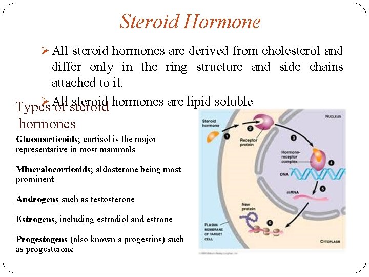 Steroid Hormone Ø All steroid hormones are derived from cholesterol and differ only in