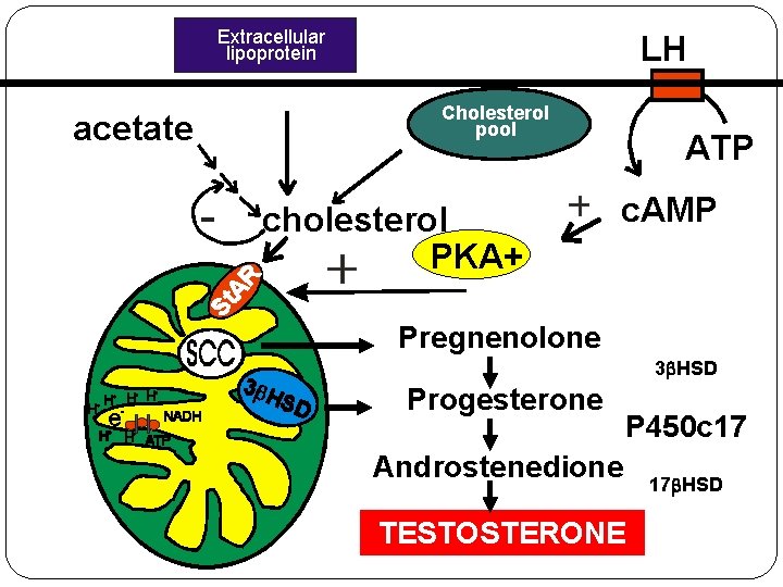 Extracellular lipoprotein acetate LH Cholesterol pool cholesterol PKA+ ATP c. AMP Pregnenolone 3 b.