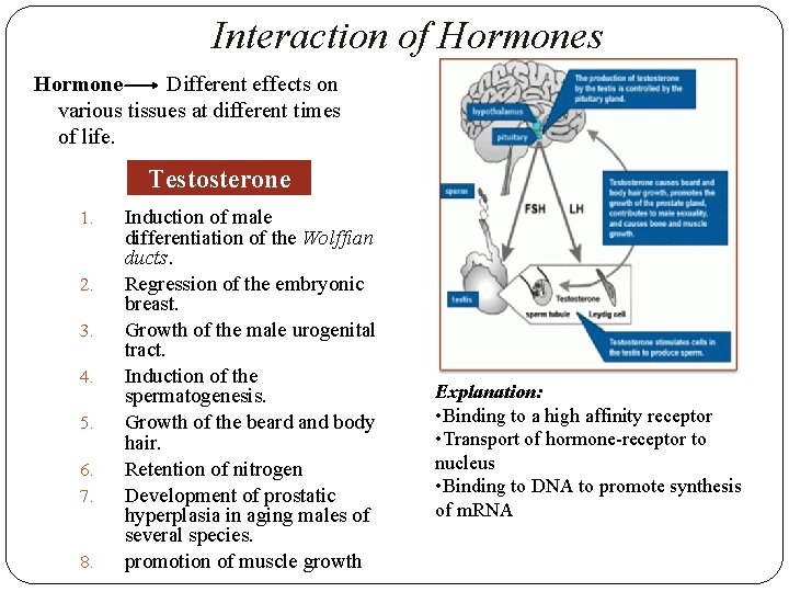 Interaction of Hormones Hormone Different effects on various tissues at different times of life.