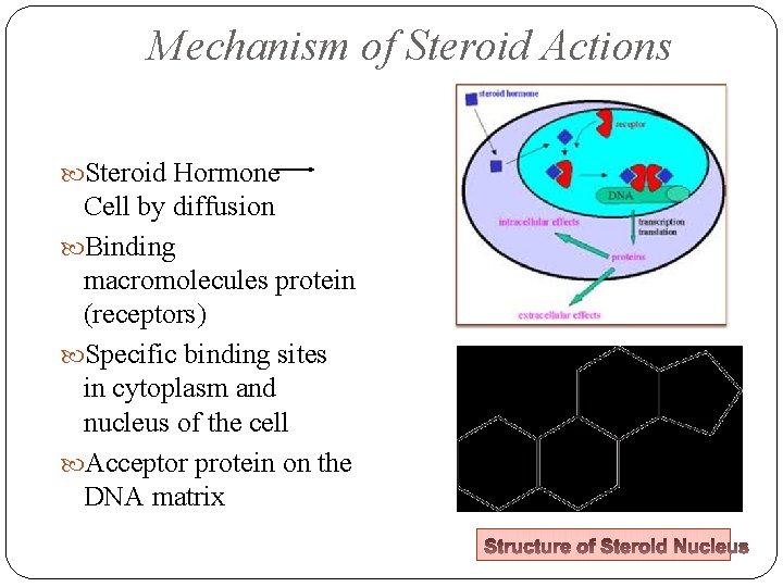 Mechanism of Steroid Actions Steroid Hormone Cell by diffusion Binding macromolecules protein (receptors) Specific