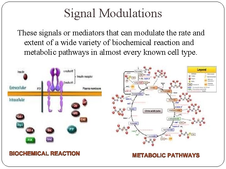 Signal Modulations These signals or mediators that can modulate the rate and extent of