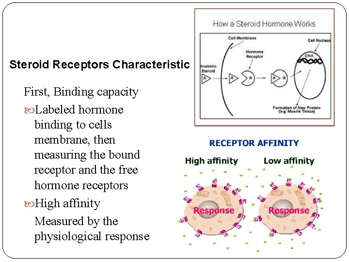 Steroid Receptors Characteristic First, Binding capacity Labeled hormone binding to cells membrane, then measuring