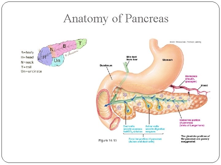 Anatomy of Pancreas 