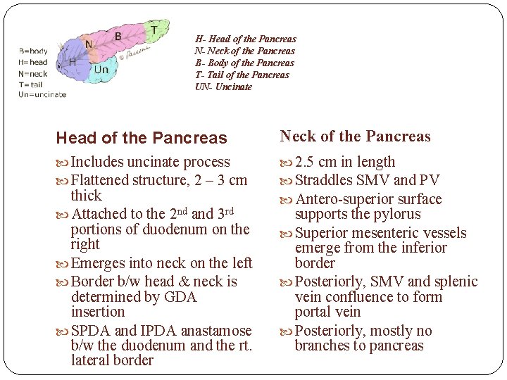 H- Head of the Pancreas N- Neck of the Pancreas B- Body of the