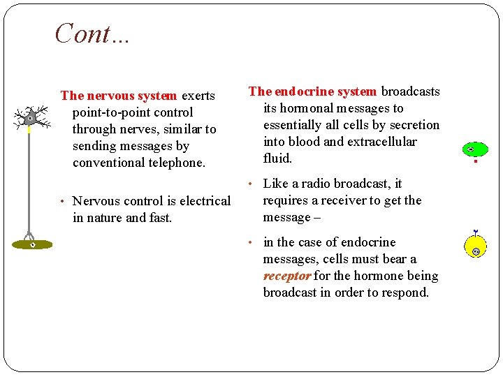 Cont… The nervous system exerts point-to-point control through nerves, similar to sending messages by