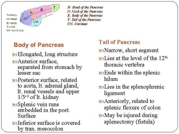 H- Head of the Pancreas N- Neck of the Pancreas B- Body of the