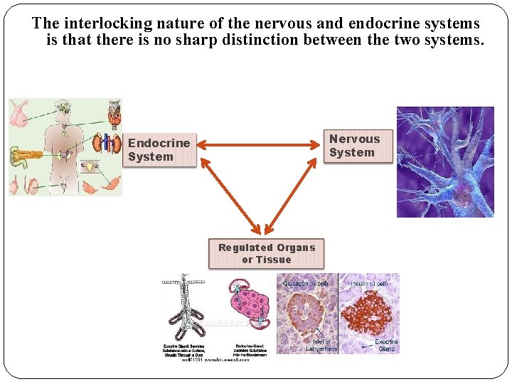 The interlocking nature of the nervous and endocrine systems is that there is no