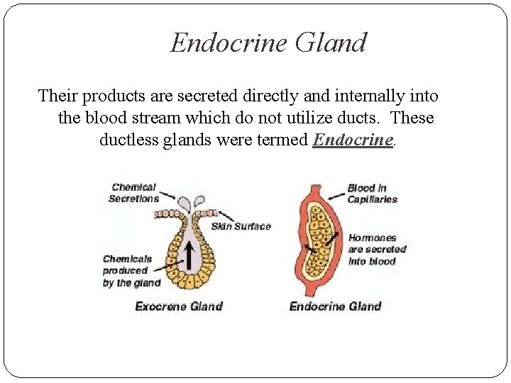 Endocrine Gland Their products are secreted directly and internally into the blood stream which