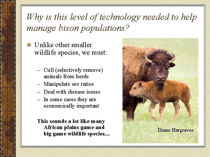 Why is this level of technology needed to help manage bison populations? Unlike other