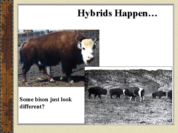 Hybrids Happen… Some bison just look different? 