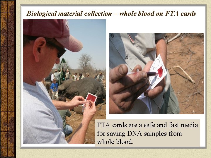 Biological material collection – whole blood on FTA cards are a safe and fast