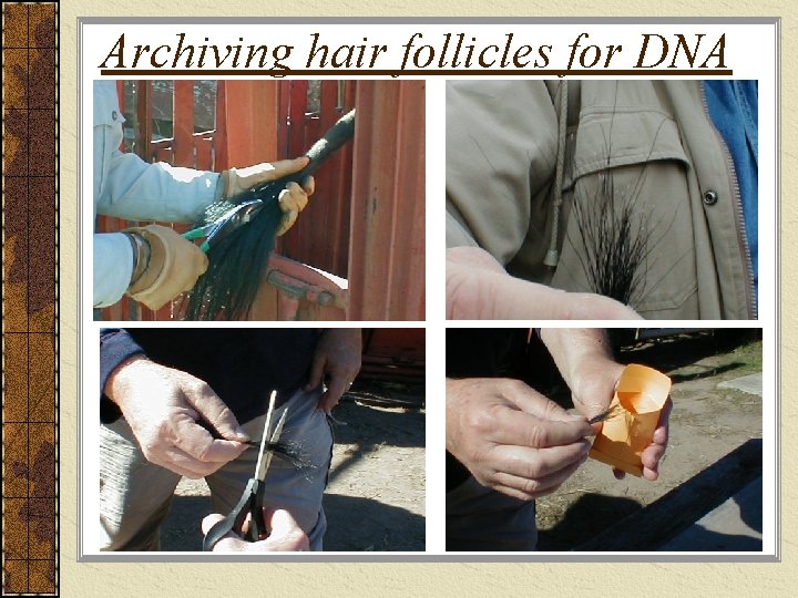 Archiving hair follicles for DNA 