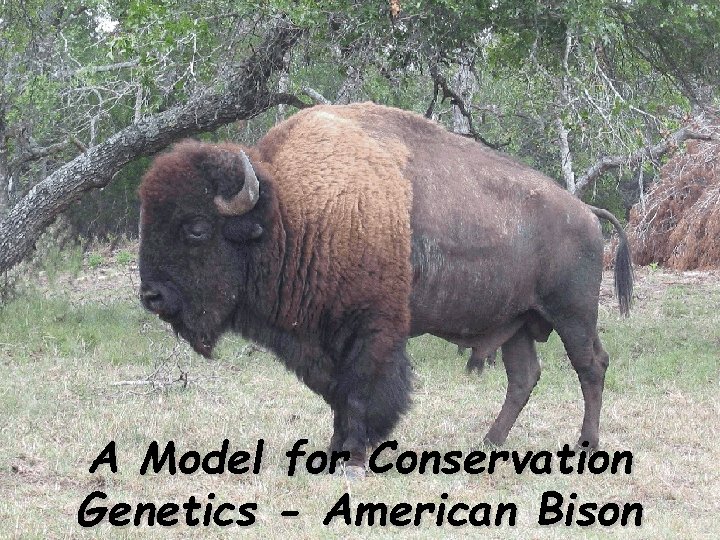A Model for Conservation Genetics - American Bison 
