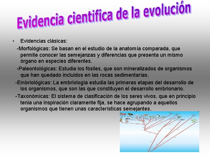  • Evidencias clásicas: -Morfológicas: Se basan en el estudio de la anatomía comparada,