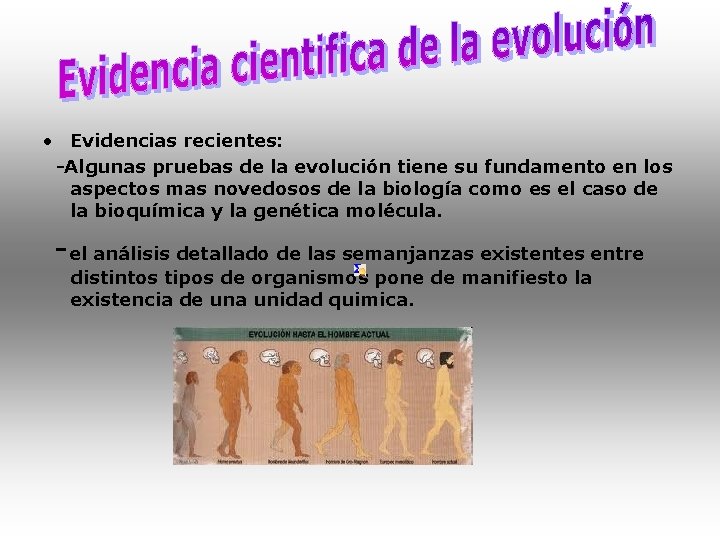  • Evidencias recientes: -Algunas pruebas de la evolución tiene su fundamento en los