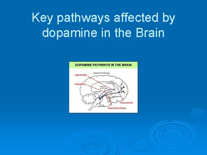 Key pathways affected by dopamine in the Brain 