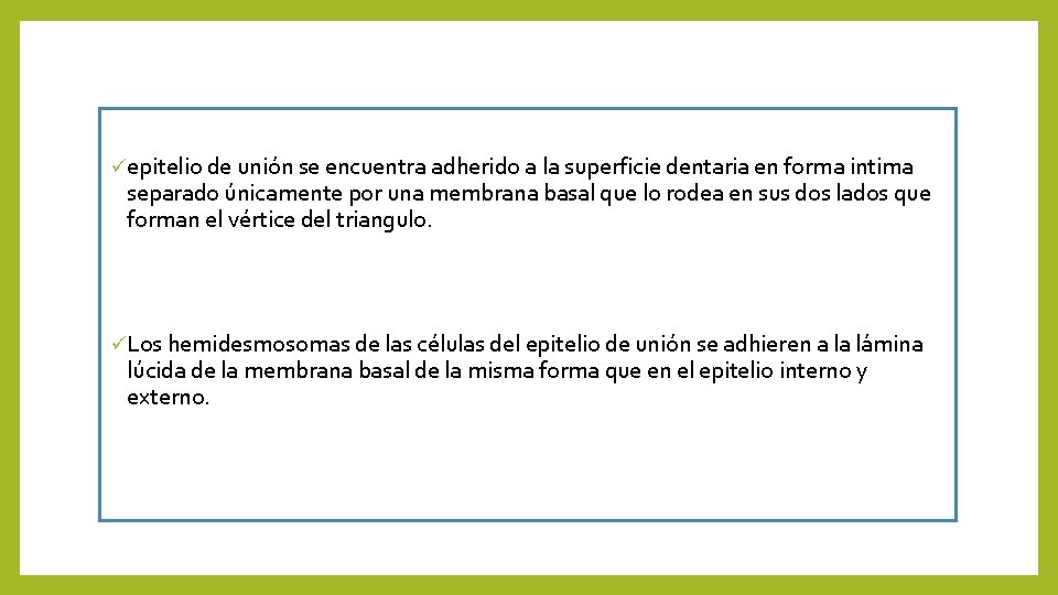 üepitelio de unión se encuentra adherido a la superficie dentaria en forma intima separado