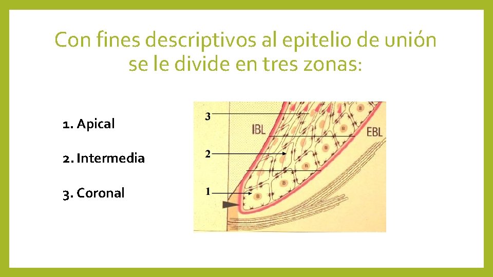 Con fines descriptivos al epitelio de unión se le divide en tres zonas: 1.