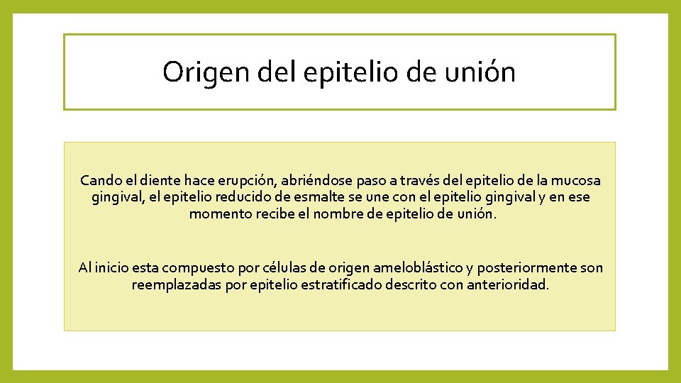 Origen del epitelio de unión Cando el diente hace erupción, abriéndose paso a través