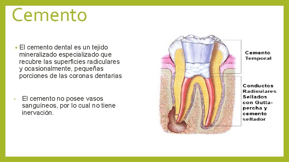 Cemento • • El cemento dental es un tejido mineralizado especializado que recubre las