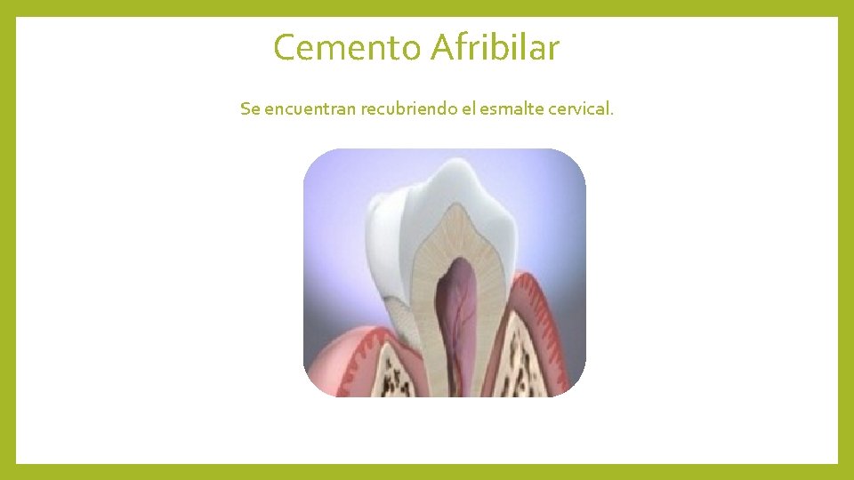 Cemento Afribilar Se encuentran recubriendo el esmalte cervical. 