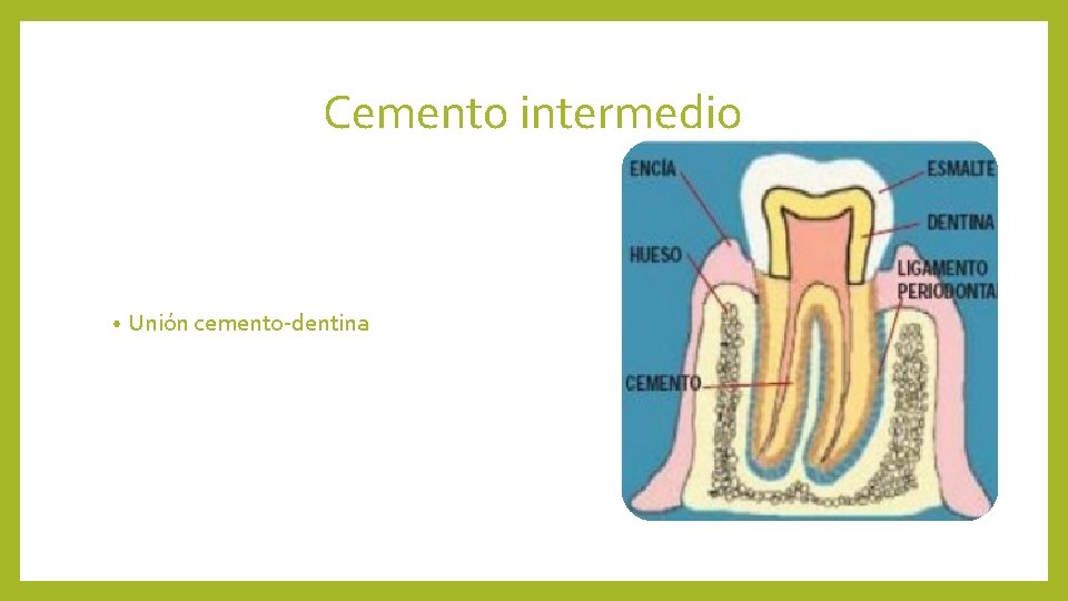 Cemento intermedio • Unión cemento-dentina 