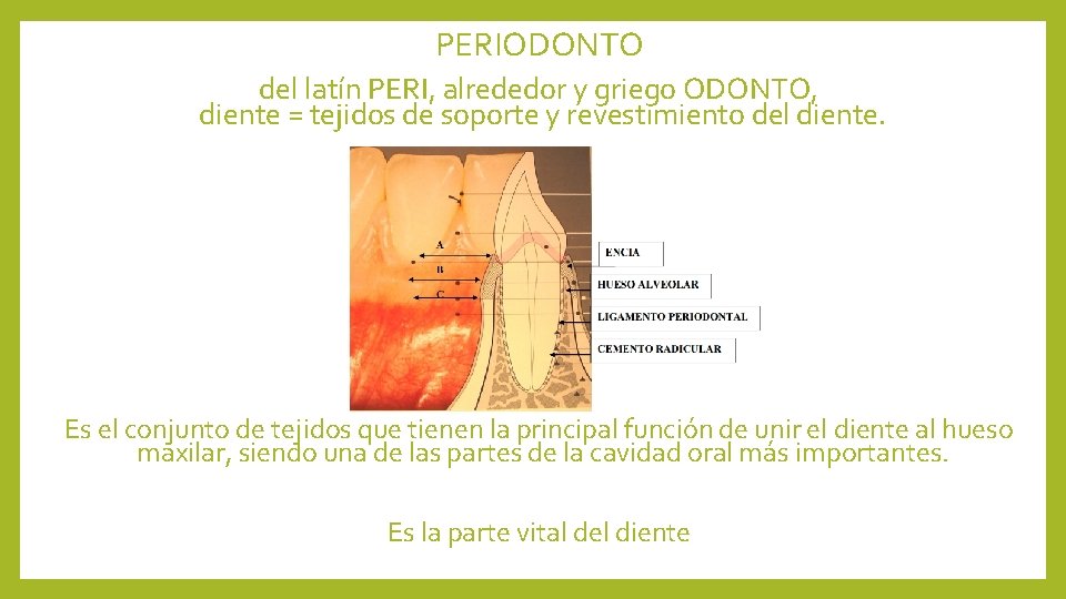 PERIODONTO del latín PERI, alrededor y griego ODONTO, diente = tejidos de soporte y