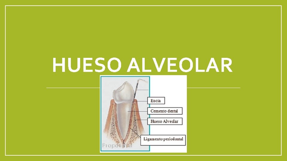 HUESO ALVEOLAR 