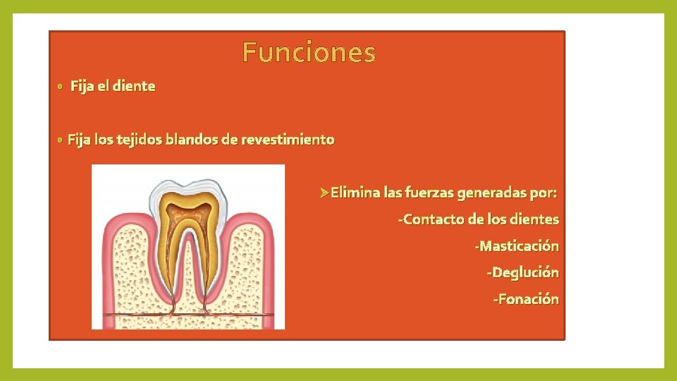  • Fija el diente • Fija los tejidos blandos de revestimiento ØElimina las