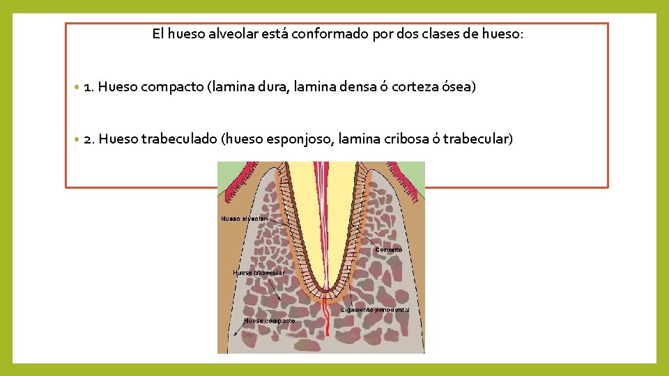 El hueso alveolar está conformado por dos clases de hueso: • 1. Hueso compacto