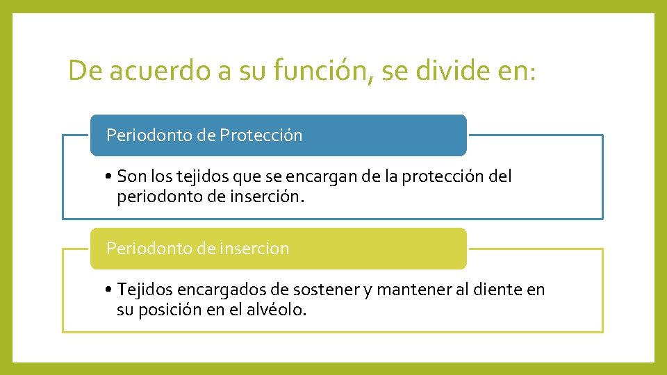 De acuerdo a su función, se divide en: Periodonto de Protección • Son los