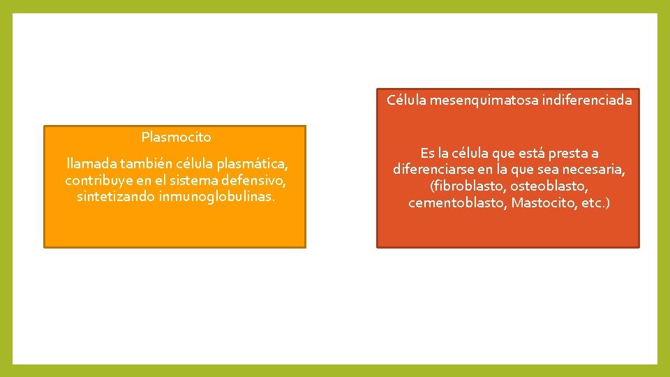 Célula mesenquimatosa indiferenciada Plasmocito llamada también célula plasmática, contribuye en el sistema defensivo, sintetizando