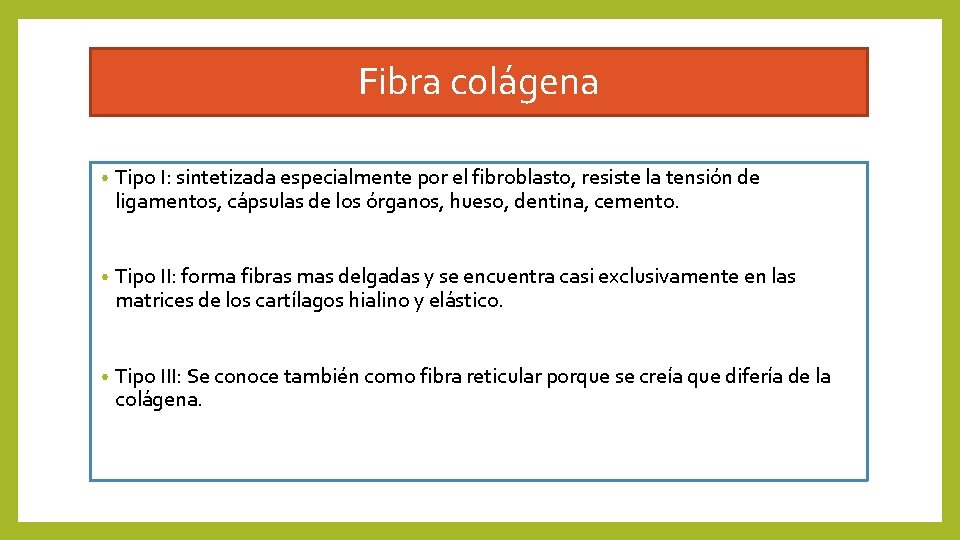 Fibra colágena • Tipo I: sintetizada especialmente por el fibroblasto, resiste la tensión de