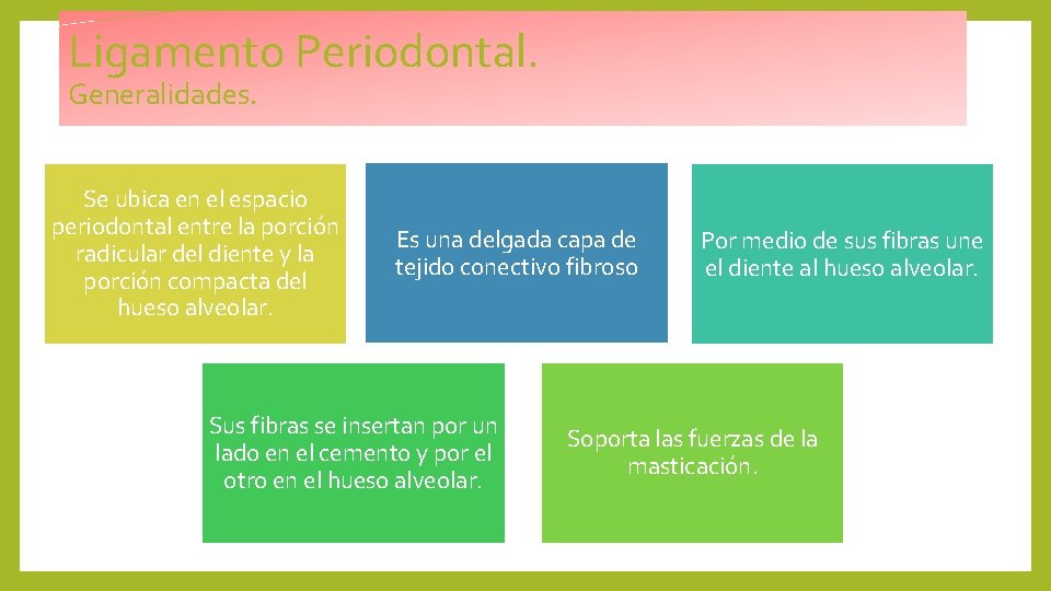 Ligamento Periodontal. Generalidades. Se ubica en el espacio periodontal entre la porción radicular del