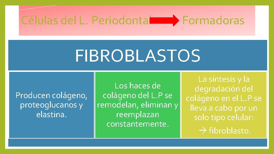 Células del L. Periodontal Formadoras FIBROBLASTOS Producen colágeno, proteoglucanos y elastina. La síntesis y