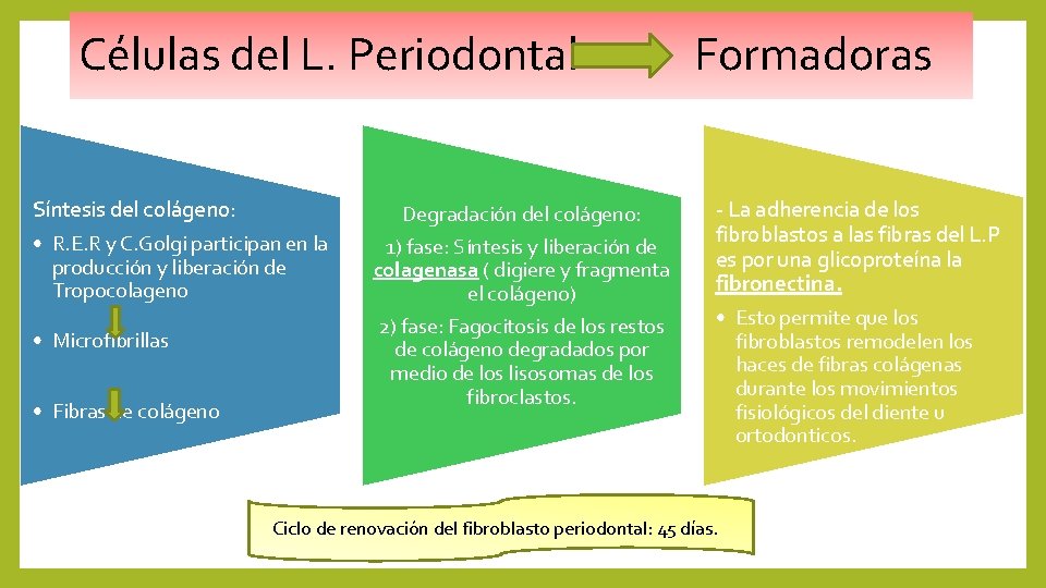 Células del L. Periodontal Síntesis del colágeno: • R. E. R y C. Golgi