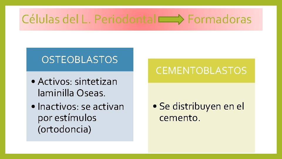 Células del L. Periodontal OSTEOBLASTOS • Activos: sintetizan laminilla Oseas. • Inactivos: se activan