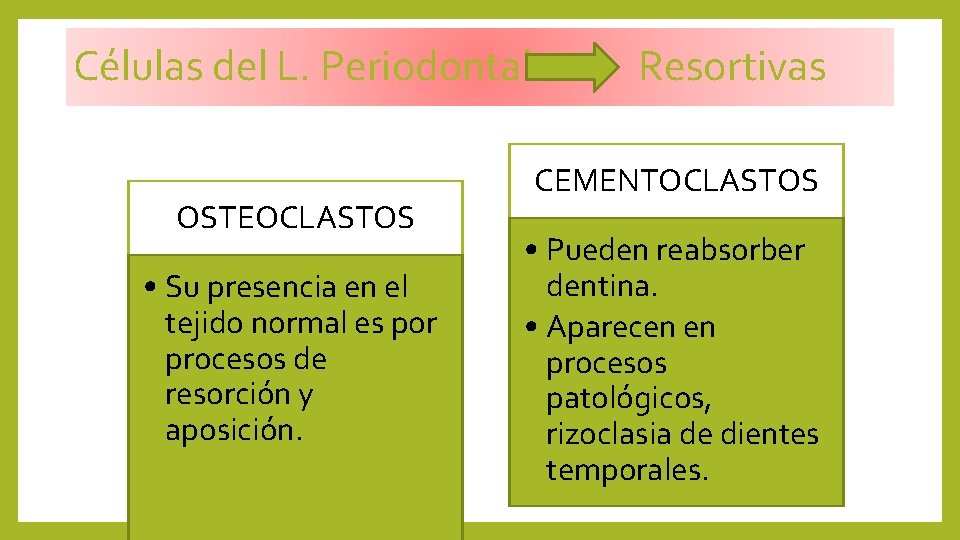 Células del L. Periodontal OSTEOCLASTOS • Su presencia en el tejido normal es por