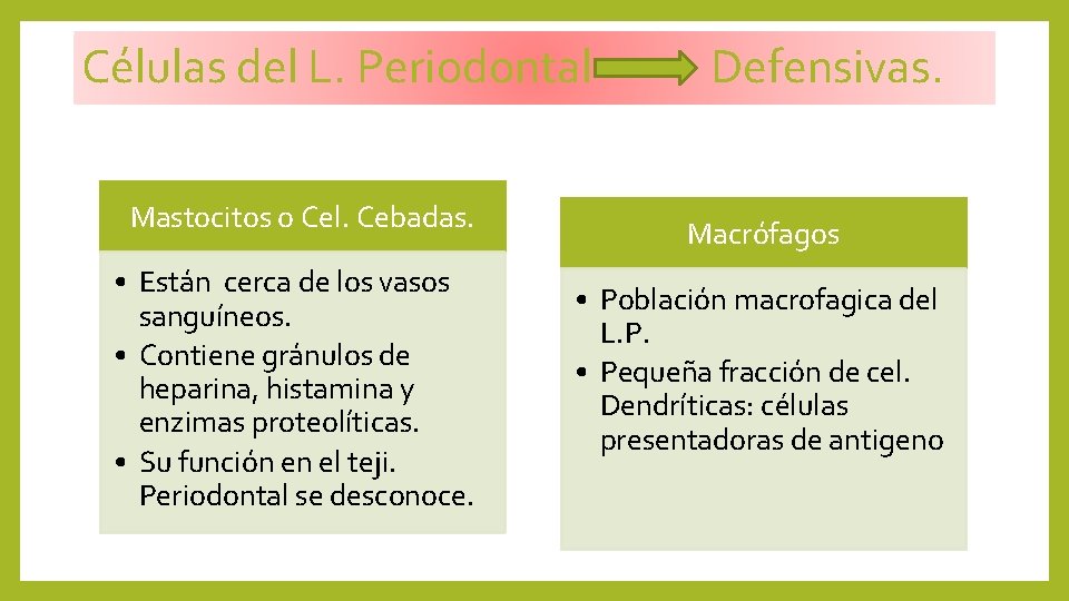 Células del L. Periodontal Mastocitos o Cel. Cebadas. • Están cerca de los vasos