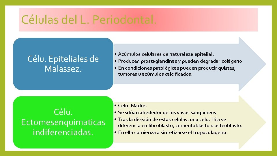 Células del L. Periodontal. Célu. Epiteliales de Malassez. Célu. Ectomesenquimaticas indiferenciadas. • Acúmulos celulares